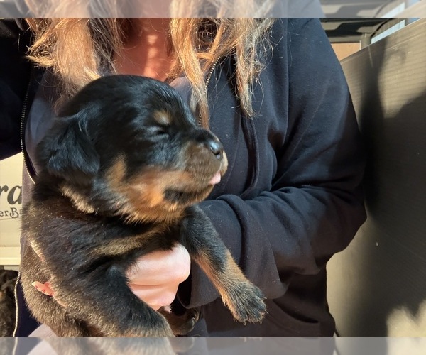 Medium Photo #36 Rottweiler Puppy For Sale in GREEN SPRINGS, OH, USA
