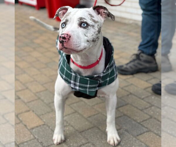 Medium Photo #4 Mutt Puppy For Sale in Canton, CT, USA
