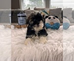 Small Photo #2 Havanese Puppy For Sale in GREENWOOD, IN, USA