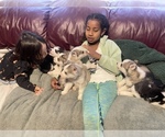 Small Photo #21 Siberian Husky Puppy For Sale in TRIMBLE, MO, USA