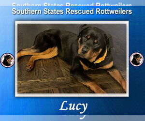 Rottweiler Dogs for adoption in White Hall, AR, USA