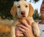 Image preview for Ad Listing. Nickname: Dudley female
