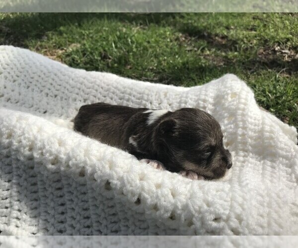 Medium Photo #4 Schnauzer (Miniature) Puppy For Sale in NIANGUA, MO, USA