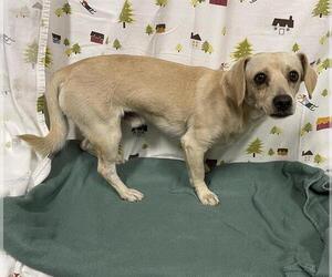 Chihuahua Dogs for adoption in Modesto, CA, USA