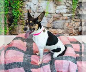 Darla - Male Jack-Rat Terrier Dog for Adoption - Photo #5