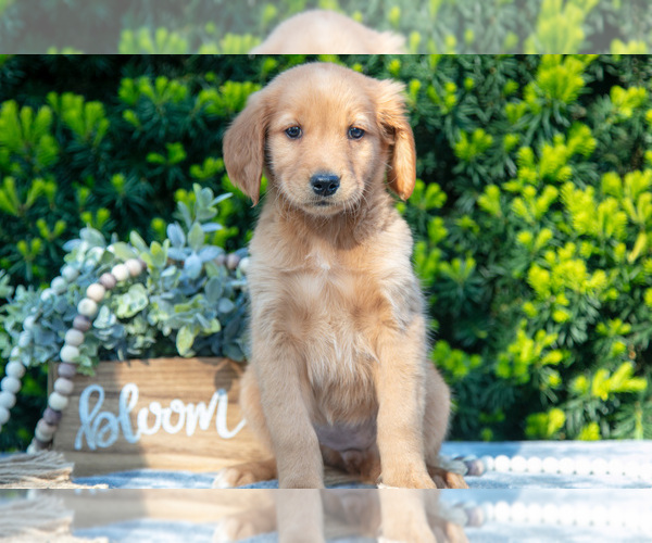 Medium Photo #18 Golden Retriever Puppy For Sale in HARLAN, IN, USA