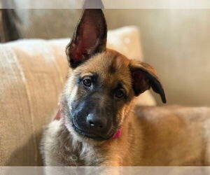 German Shepherd Dog Dogs for adoption in Gretna, NE, USA