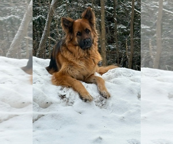 Medium Photo #6 German Shepherd Dog Puppy For Sale in LA FAYETTE, NY, USA