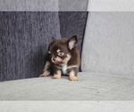 Small Photo #4 Chihuahua Puppy For Sale in EMPIRE STATE, NY, USA