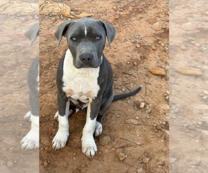 American Pit Bull Terrier Dog for Adoption in ELLENWOOD, Georgia USA