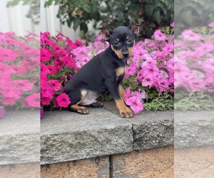 Miniature Pinscher Puppy for sale in CANOGA, NY, USA