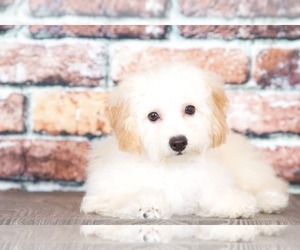 Bichpoo Puppy for sale in BEL AIR, MD, USA
