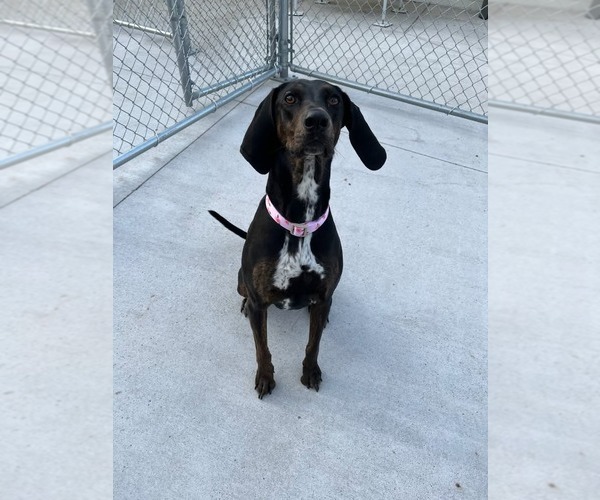 Medium Photo #1 Plott Hound Puppy For Sale in Muskegon, MI, USA