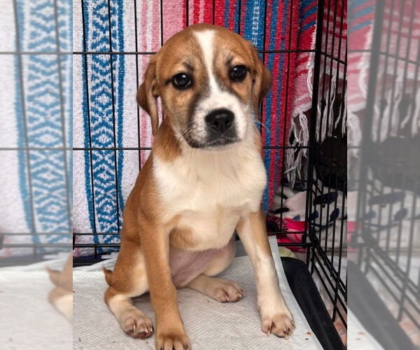 Medium Photo #2 Boxer-Pointer Mix Puppy For Sale in Oakland Park, FL, USA