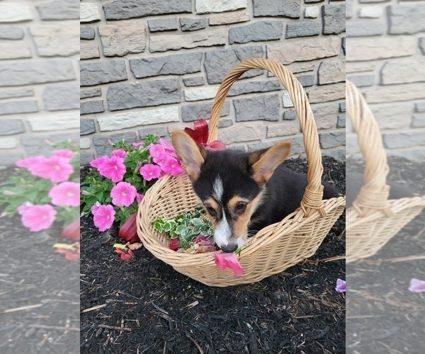 Medium Photo #2 Pembroke Welsh Corgi Puppy For Sale in PORT BYRON, NY, USA