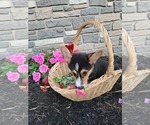 Small Photo #2 Pembroke Welsh Corgi Puppy For Sale in PORT BYRON, NY, USA