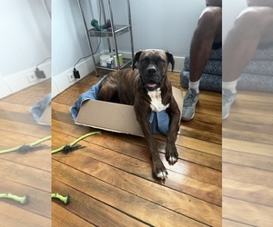 Mother of the Boxer puppies born on 04/02/2025
