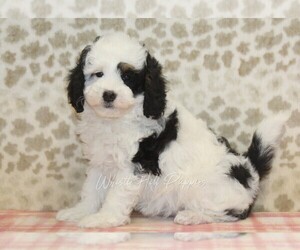 Miniature Bernedoodle Puppy for sale in DENVER, PA, USA