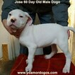 Small Photo #293 Dogo Argentino Puppy For Sale in JANE, MO, USA