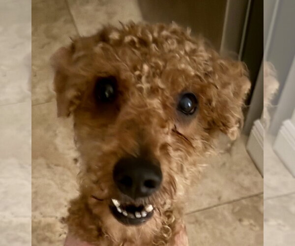 Medium Photo #1 Poodle (Miniature) Puppy For Sale in Boca Raton, FL, USA