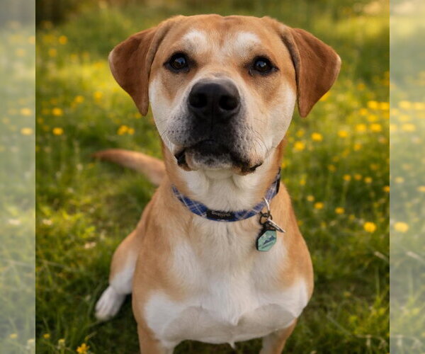 Medium Photo #4 Labrenees Puppy For Sale in Overland Park, KS, USA