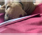 Small Photo #88 Boerboel Puppy For Sale in LAS CRUCES, NM, USA