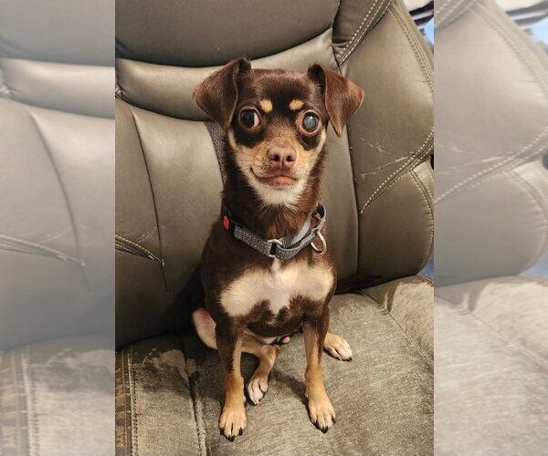 Medium Photo #1 Chihuahua Puppy For Sale in Walnutport, PA, USA