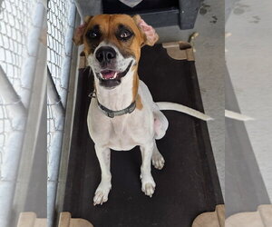 Emily - Female Mutt Dog for Adoption - Photo #5