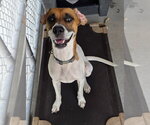Small Photo #5 Mutt Puppy For Sale in North Myrtle Beach, SC, USA
