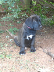 Mastador Puppy for sale in LOGANVILLE, GA, USA