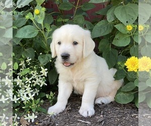 English Cream Golden Retriever Puppy for sale in MILLERSBURG, PA, USA