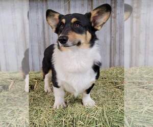 Father of the Pembroke Welsh Corgi puppies born on 05/29/2023