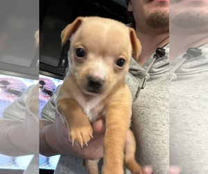 Chihuahua Puppy for sale in WASHINGTON, DC, USA
