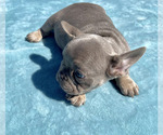 Small Photo #24 French Bulldog Puppy For Sale in LAS VEGAS, NV, USA