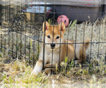 Small Photo #6 Shiba Inu Puppy For Sale in FREMONT, CA, USA
