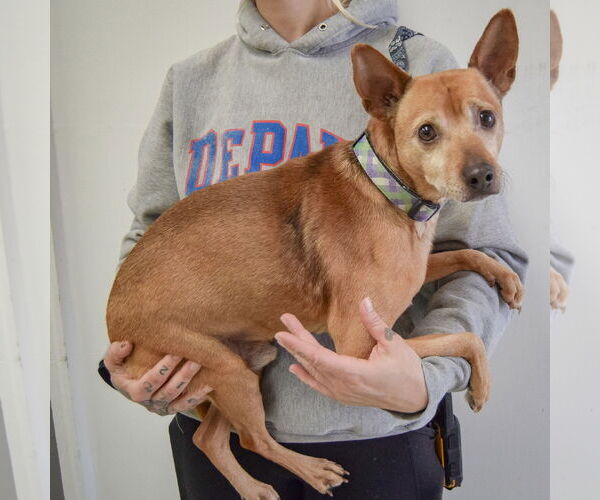 Medium Photo #2 Italian Greyhuahua Puppy For Sale in Huntley, IL, USA