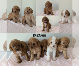 Cavapoo Puppy for Sale in GOSHEN, Indiana USA