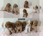 Small Cavapoo