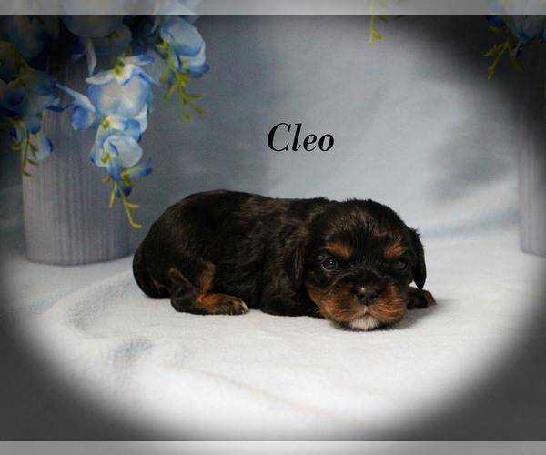 Medium Photo #2 Cavalier King Charles Spaniel Puppy For Sale in CHANUTE, KS, USA