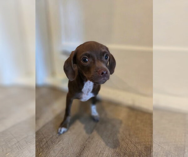 Medium Photo #2 Mutt Puppy For Sale in New London, WI, USA