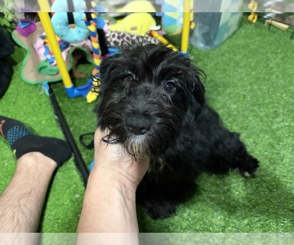 Medium Photo #1 Cavapoo (Miniature) Puppy For Sale in BARNSTABLE, MA, USA