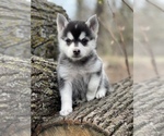 Small Photo #10 Alaskan Klee Kai-Pomsky Mix Puppy For Sale in STAPLES, MN, USA