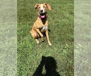 Labrador Retriever-Unknown Mix Dogs for adoption in Brewster, MA, USA