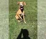 Small Labrador Retriever Mix
