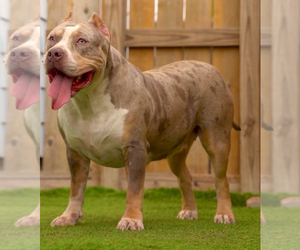 Mother of the American Bully puppies born on 02/12/2025