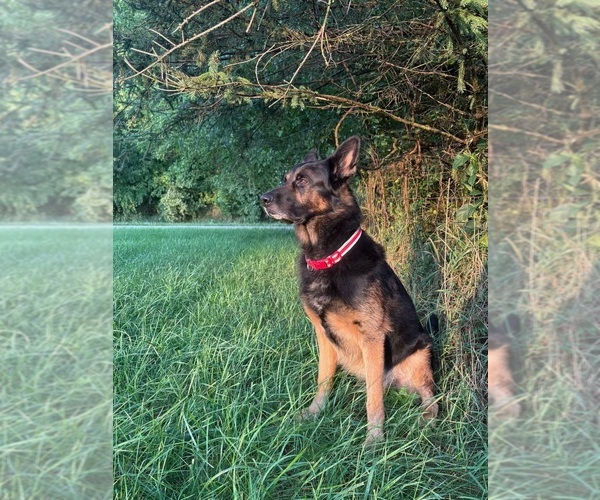 Medium Photo #1 German Shepherd Dog Puppy For Sale in METAMORA, MI, USA