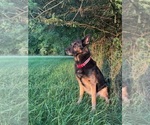 Small Photo #1 German Shepherd Dog Puppy For Sale in METAMORA, MI, USA