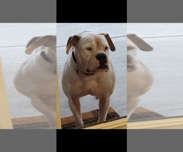 Medium Photo #1 American Bulldog Puppy For Sale in HAZEL GREEN, AL, USA