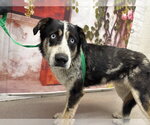 Small Collie Mix