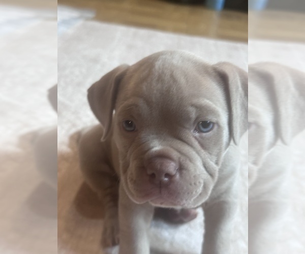 Medium Photo #3 American Bully Puppy For Sale in BOLINGBROOK, IL, USA